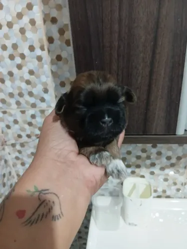 Filhotes shihtzu macho