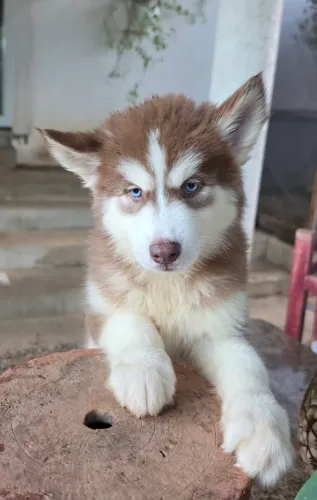 LINDOS FILHOTES DE LOBINHOS - HUSKY SIBERIANO 
