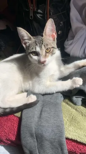 Doa-se gata fêmea, menos de 4 meses