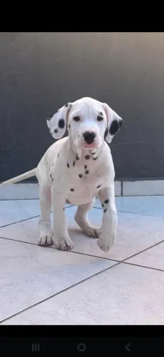 Dalmata encantadores filhotes 