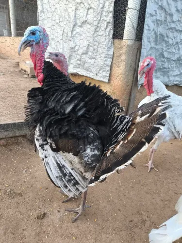 Perus escuros