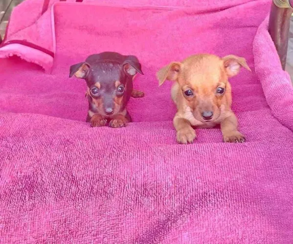 Doação filhote de pinscher