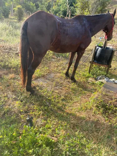 cavalo