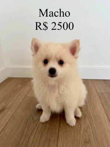 Venda de filhotes Sptiz Alemão