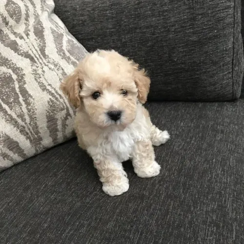 Filhotes de Poodle - Não Deixe o Dia dos Namorados Passar em Branco