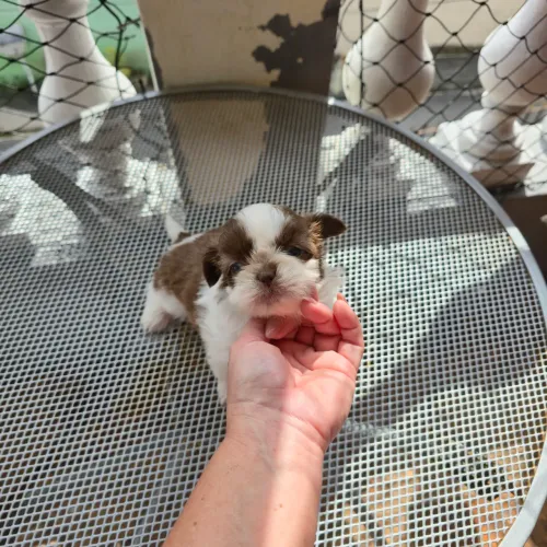 Shitzu Fêmeas Lindas nariz e olhos claros! Aceito cartão 