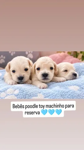 Poodle toy machinhos para reserva