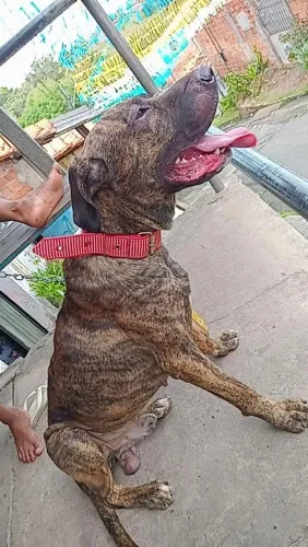 Cachorro fila pra doação. Mais uma cadela junto é os 2 pra doar