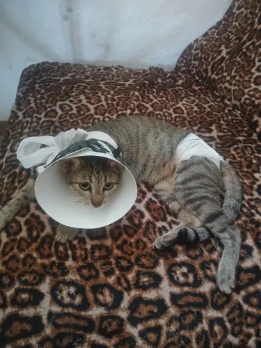 Doação de gata