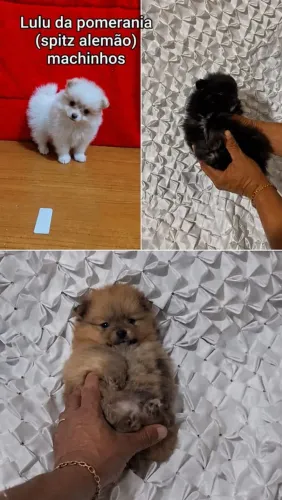 Cachorro