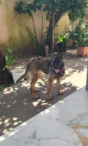 Pastor Alemão Malinois Fêmea