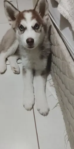 Vende-se filhote de husky siberiano