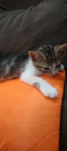 Gatinho para adoção