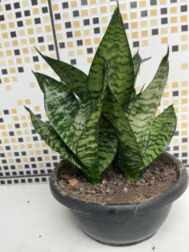 Mini Espada de São Jorge 