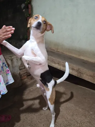 Doação de cachorro médio porte