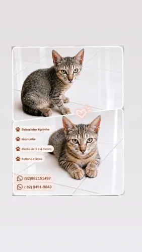 Gatinho macho Tigrinho lindo e fofo (rajado)