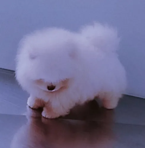 Filhotes de lulu da Pomerânia anão fêmea