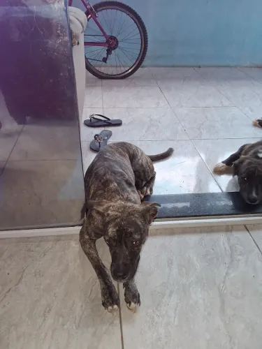 2 irmão de cachorro 