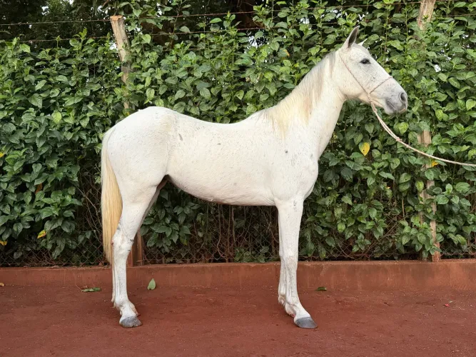 Égua Mangalarga