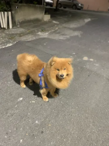 Doação Chow Chow