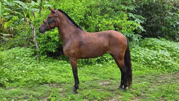 Cavalos e Éguas Mangalarcha Marchador 