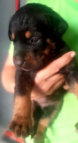 Rottweiler 