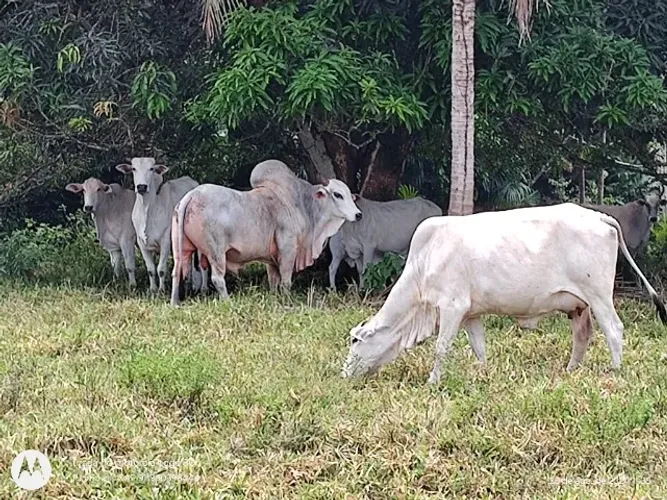 687 Hectares 500 de abertura em pasto R$9.206 de Reais há 220 km de Belém do Pará