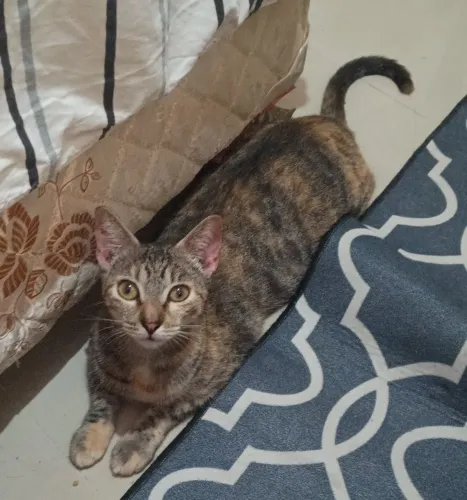 Gata castrada entrega grátis mansa mas que não gosta de carinho entrega grátis