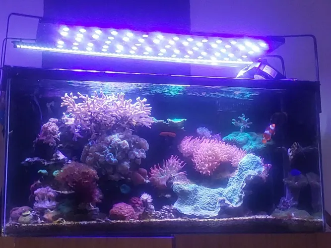 Aquario marinho completo 200 litros 