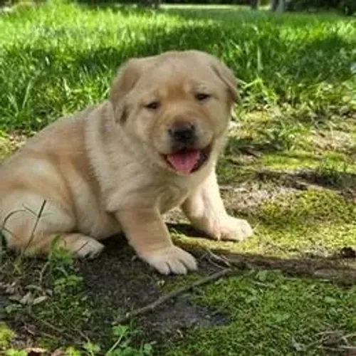 Labrador Retriever,Labrador Retriever Filhote Top Padrão da Raça