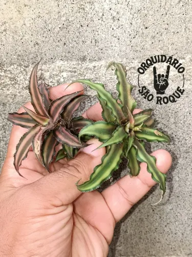 Par De Bromélias Estrela-da-Terra (Cryptanthus Bivittatus)