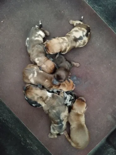 dachshund, teckel , salsicha