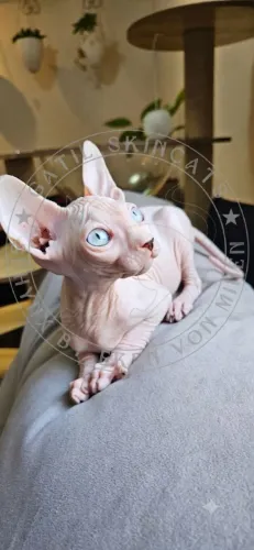 Exclusivos Gatos Pelados SPHYNX! Disponíveis para reserva!
