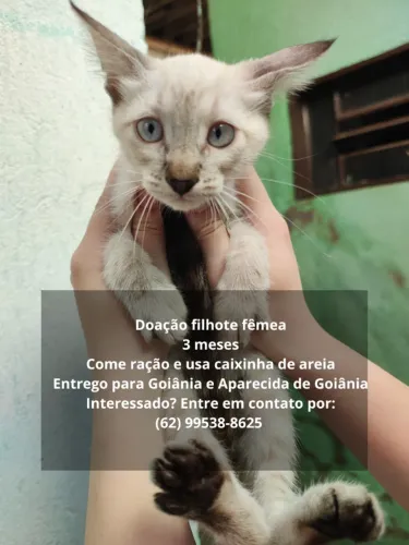 Doação filhote fêmea