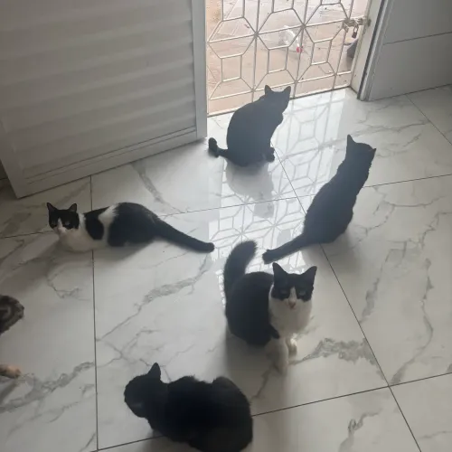 Gatinhas já castradas para ADOÇÃO! :))