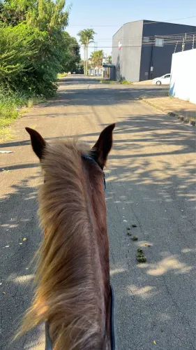 Cavalo manga larga paulista