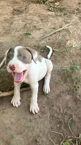 Filhotes de pitbull