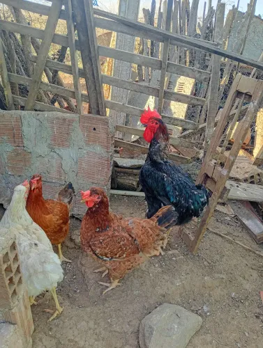 Vendo pintos GSB galinha balão já com dois meses fêmeas e macho também vendo ovos 