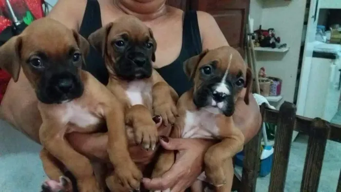 Boxer macho