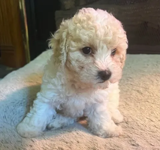 Filhotes de Poodle - Uma Companhia Que Faz a Diferença Todos os Dias