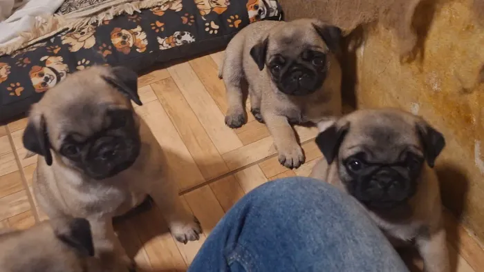 Pug Filhote