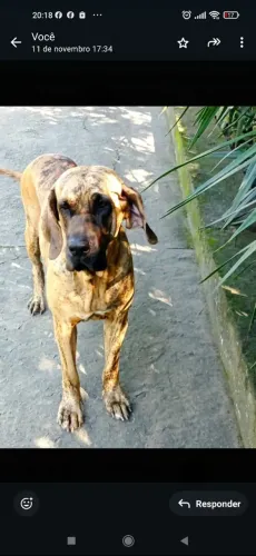 Vendo filhote de fila brasileiro