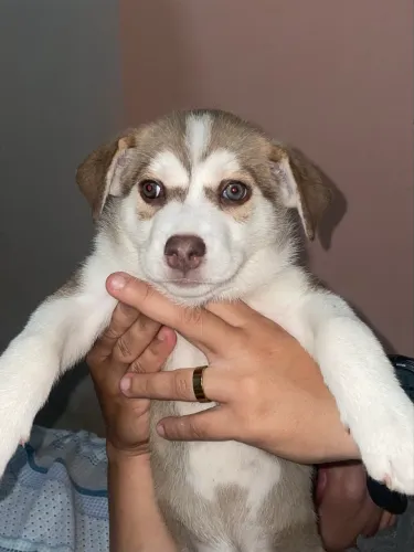 Vendo filhote de husky siberiano