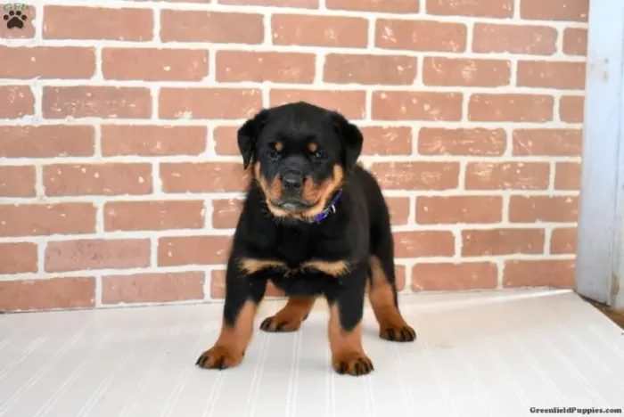 Rottweiler forte - filhote top
