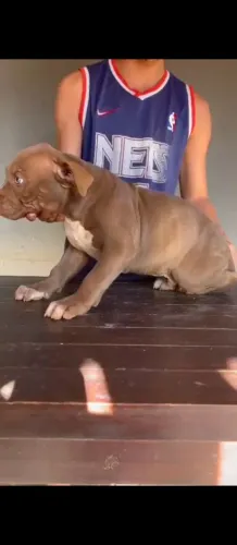 Pit monster 