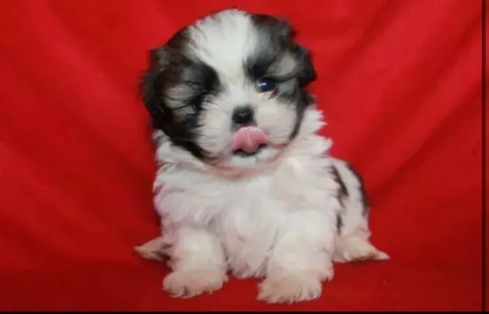 Shih Tzu Filhotes | O Companheiro Ideal Para o Seu Lar