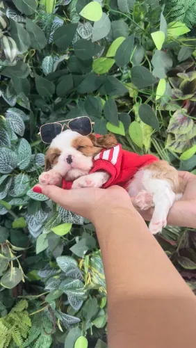 CAVALIER KING CHARLES ALTO PADRÃO!!!