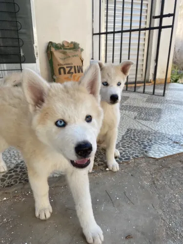 Fêmea husky