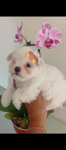 Maltês