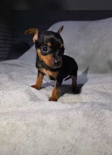 Pinscher miniatura verdadeiros bibelôs!